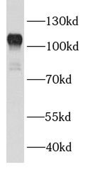 BCL11B Antibody
