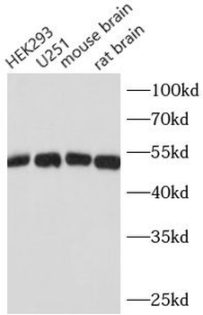 Beta Tubulin Antibody