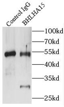 BHLHA15 Rabbit Polyclonal Antibody