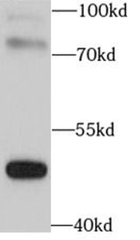 BHLHE41 Rabbit Polyclonal Antibody