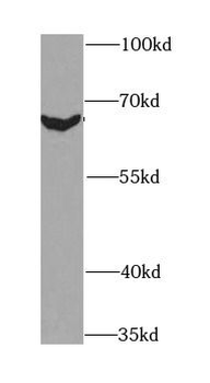 BIN1 Antibody