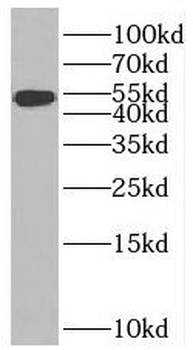 BMP4 Rabbit Polyclonal Antibody