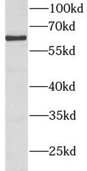 BMPR1A Antibody