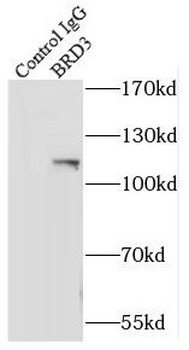 BRD3 Rabbit Polyclonal Antibody