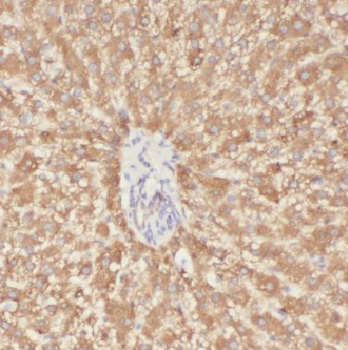 BST2 Rabbit Polyclonal Antibody