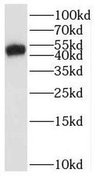 BTN3A1 Rabbit Polyclonal Antibody
