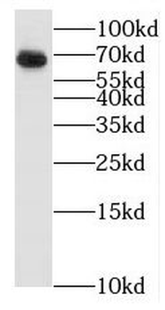 BTN3A3 Antibody