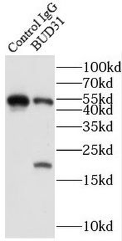 BUD31 Rabbit Polyclonal Antibody