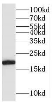 BUD31 Rabbit Polyclonal Antibody