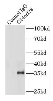 C14orf28 Rabbit Polyclonal Antibody
