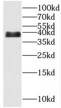 C14orf28 Rabbit Polyclonal Antibody