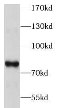 C1R Rabbit Polyclonal Antibody