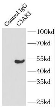C5AR1 Rabbit Polyclonal Antibody