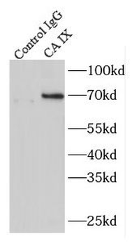 CA9 Rabbit Polyclonal Antibody