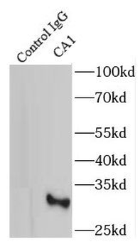CA1 Rabbit Polyclonal Antibody