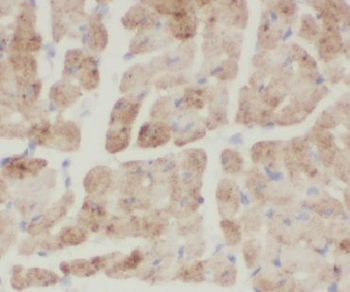 CNN1 Antibody