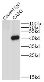 CAPG Rabbit Polyclonal Antibody