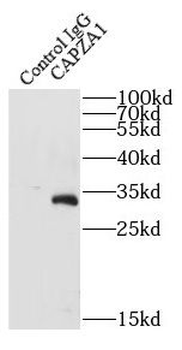 CAPZA1 Antibody