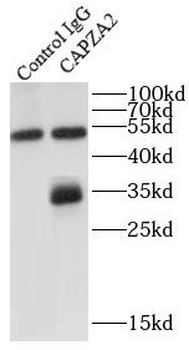 CAPZA2 Antibody