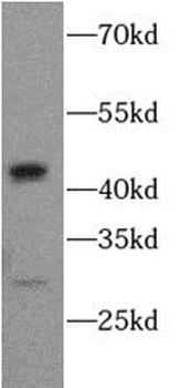 CASP1 Antibody