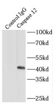 CASP12 Antibody