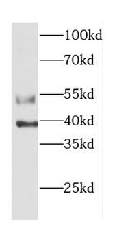 CASP12 Antibody