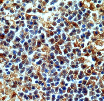 CASP3 Antibody