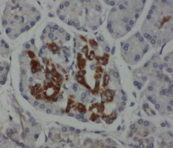 CASP4 Rabbit Polyclonal Antibody