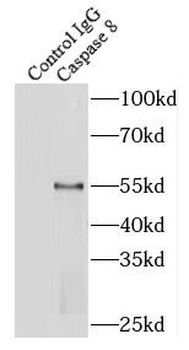 CASP8 Antibody