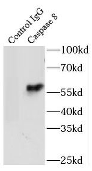 CASP8 Antibody