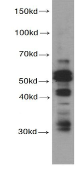 CASP8 Antibody