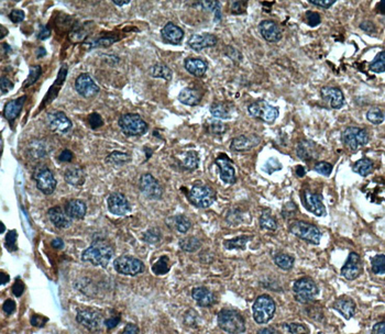 CASP8 Antibody