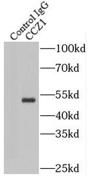 CCZ1 Rabbit Polyclonal Antibody