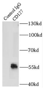 IL7R Antibody