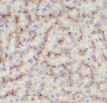 CD14 Antibody