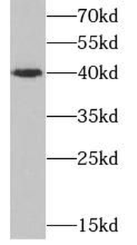 CD1D Antibody