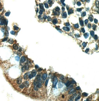 CD24 Antibody