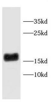 CD247 Antibody