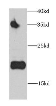CD3D Antibody