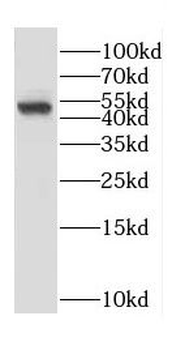 FCGR2A Antibody
