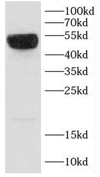 CD46 Antibody