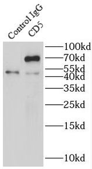 CD5 Antibody