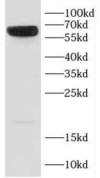 CD58 Rabbit Polyclonal Antibody