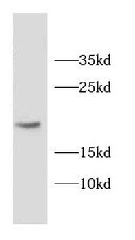 CD59 Antibody