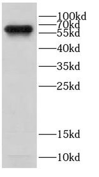 CD80 Antibody