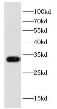 CD82 Antibody