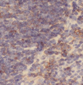 CD82 Antibody