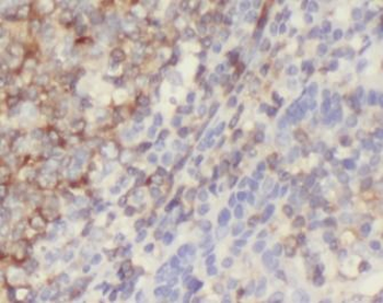 CD86 Antibody