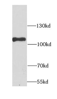 ADGRE5 Rabbit Polyclonal Antibody