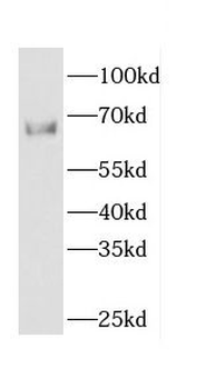 CDC14A Antibody